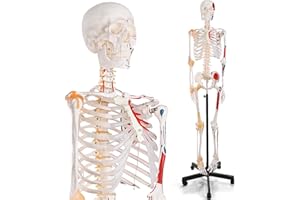 breesky 70.8 Inches Human Skeleton Model for Anatomy - Life Size Medical Human Skeleton Model with Ligament，with Nervous System 70.8 in with Rolling Stand for Medical Study and Display