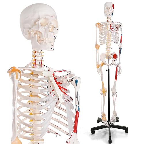 Skeleton 8 Inch Reference breesky 70.8 Inches Human Skeleton Model for Anatomy - Life Size ...
