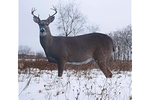 TCDesignerProducts 2D Wildlife Silhouette Decoys, Photo-Realistic Hunting Decoys for Snow Geese, Coyotes, Whitetail Bucks & Does, Mallards, Turkeys, Canadian Geese – Motion & Easy Setup