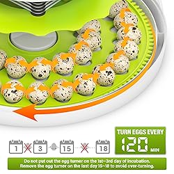 Quail Egg Incubator for Hatching 40 Quail Eggs with