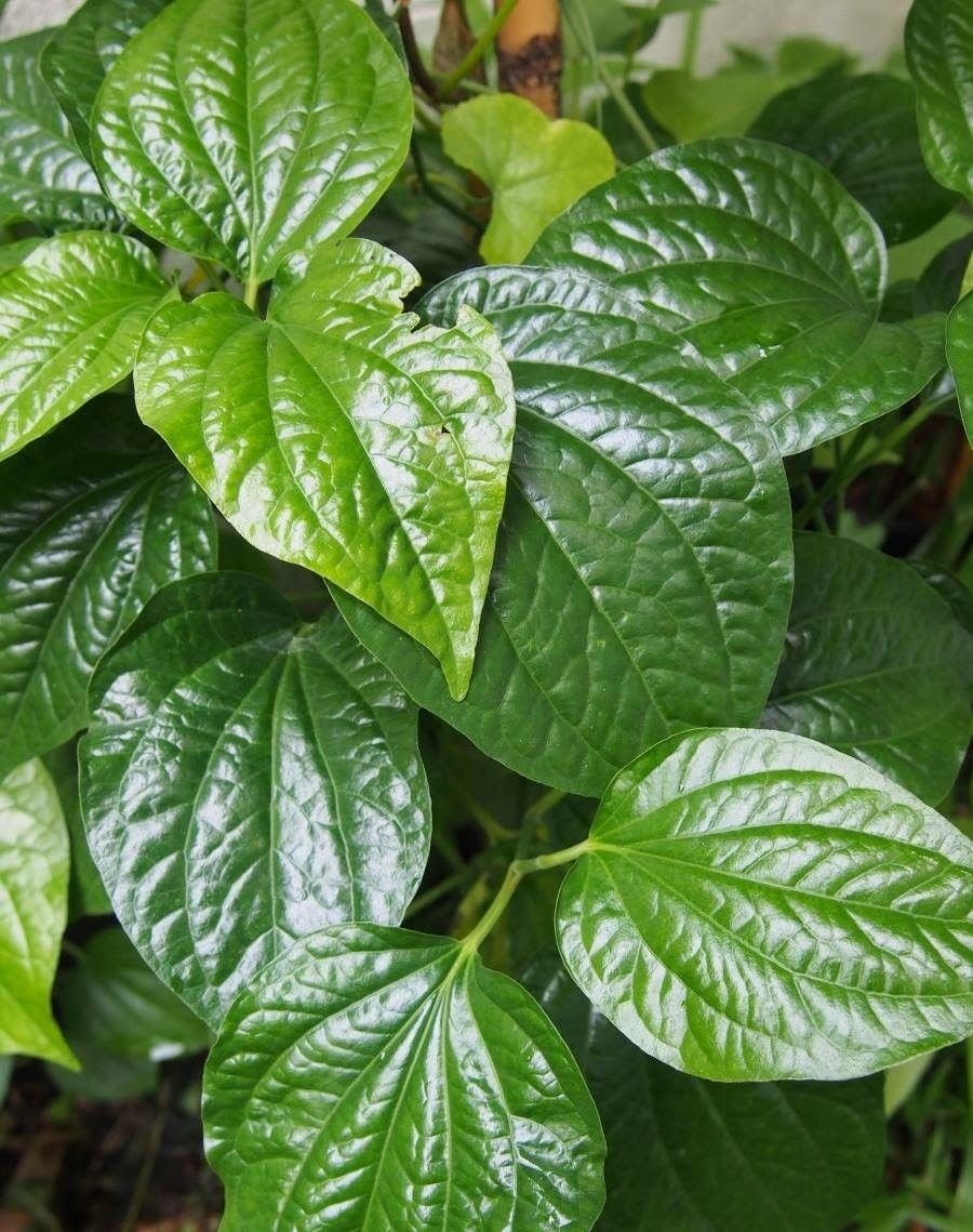 Plants Fruits Tree Herbs Live Tropical House Plants outdoor planters