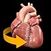 Heart - 3D Atlas of Anatomy
