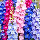 Seeds Multicolor Tall Delphinium Mix 100+ Seeds to Grow Perennial Plant Spring or Fall Planting