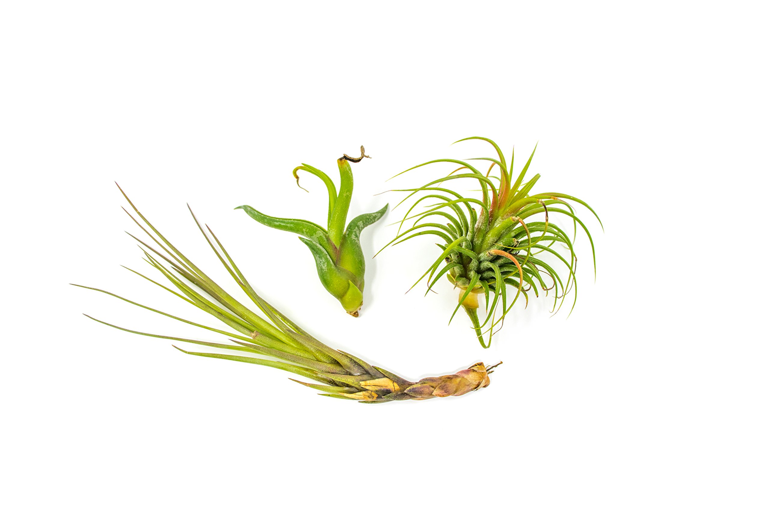 25 BGrade Air Plant Variety Pack Bulk Assorted Species of Live Tillandsia Tropical House
