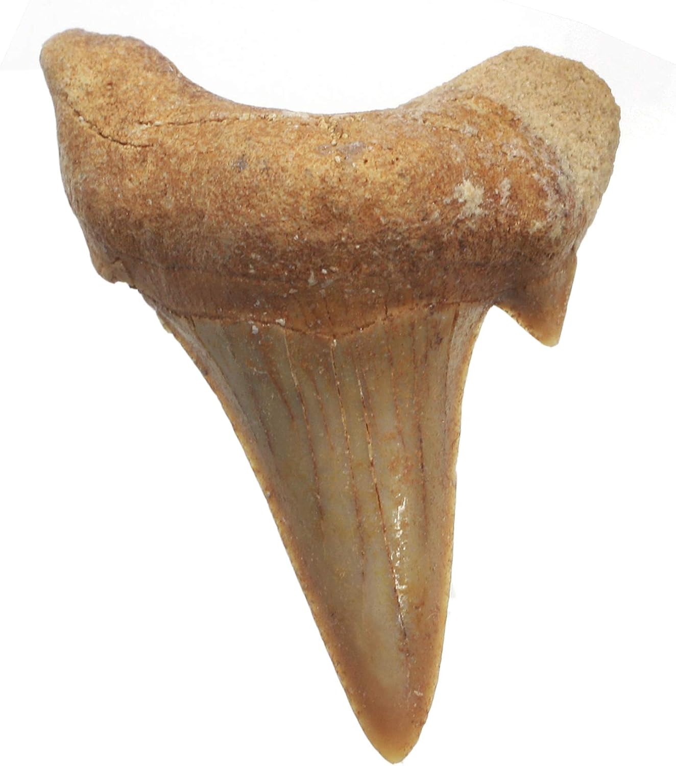 фон клык. фон клык. фон клык. зубы на черном фоне. клыки на белом фоне.