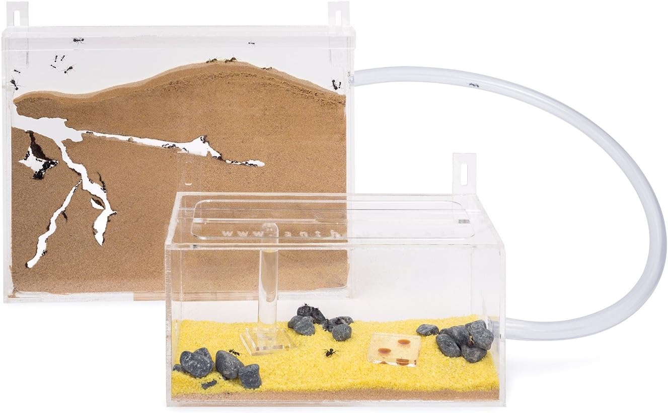 Sand Ant Farm Wall Kit Big (Anthill, Formicarium, Educational, Ants)