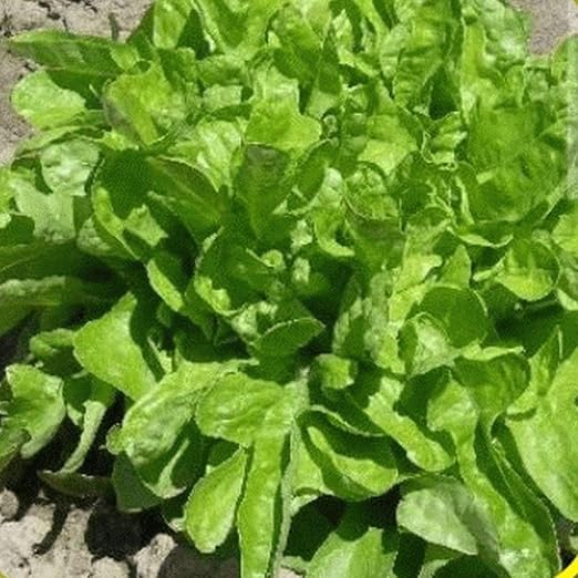 1 Onza de Semillas de Lechuga Hoja de Roble: Amazon.es: Jardín