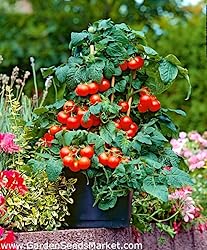 Tomato Cherry Maskotka Cascading Trailing Dwarf