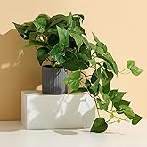 Amore Florals Lifelike Artificial Pothos Plant - Fake Hanging Indoor Plants in Pot, Realistic Devil's Ivy for Home Office Decor, No Maintenance Fake Potted Plants