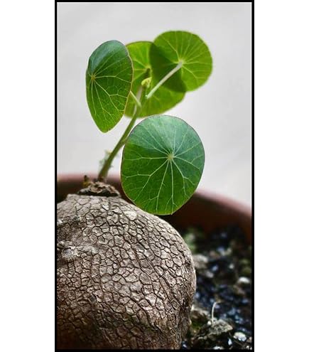 Stephania Erecta Bulbs - 5 Caudex Plants For Indoor/Outdoor Growing, Low Maintenance