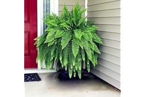 100 Boston Fern Seeds, Climbing Plant for Home, Garden Ornament, for Women, Men, Children, Beginners, Gardeners, Gift: Packag