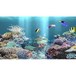 Pecera salvapantallas gratis | Peceras