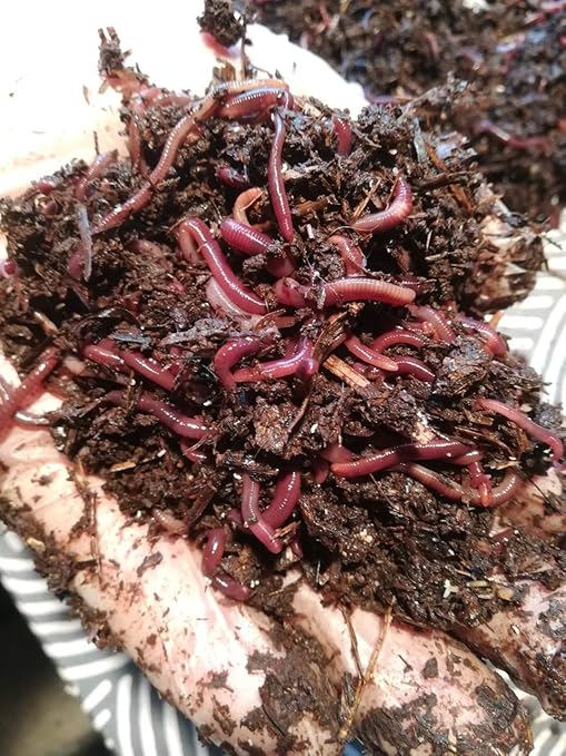 humus de lombriz amazon