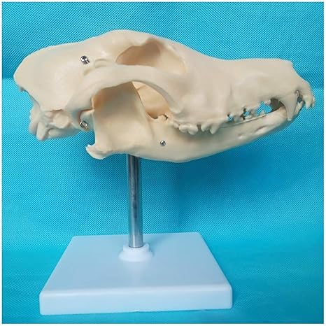 Amazon Co Jp 教育モデル犬の犬の頭蓋骨モデル 動物の頭蓋骨の頭のモデル 犬の自然な骨の解剖学的モデル 医療解剖学的な犬の骨格モデル 獣医学教育モデル用 ホーム キッチン