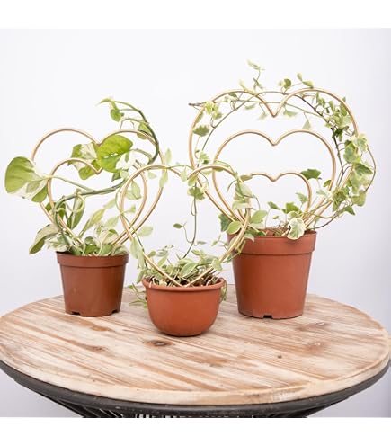 Amazon.com : for Climbing Plants, Heart Shaped Metal Plant for
