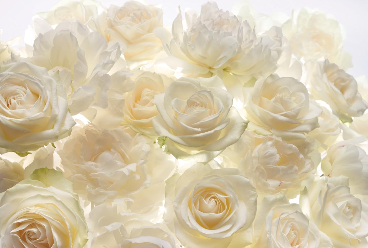 Komar XXL4-007 368 x 248 cm "Shalimar Ivory Roses Flower Floral" Wallpaper Mural - White/Off-White (Pack of 4) - Image 3