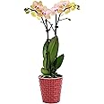 Plants & Blooms Shop™ PB104 Orchid, Salmon