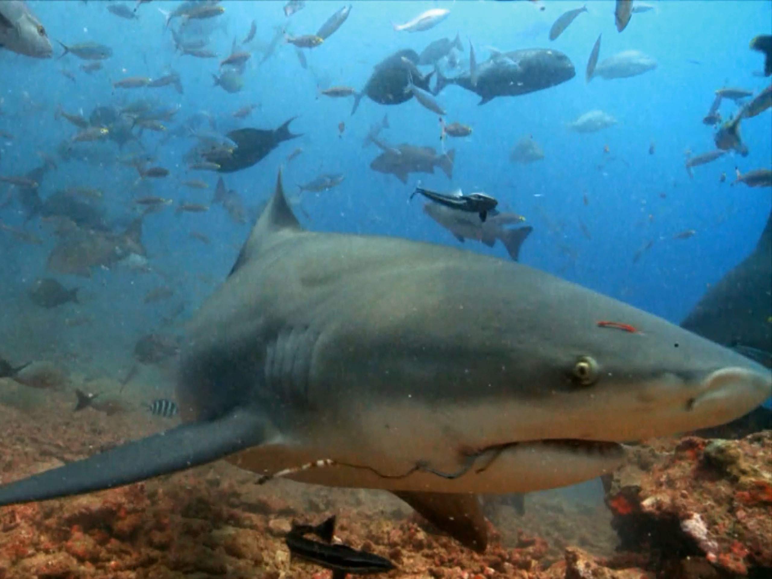 Watch Ninja Sharks - Kids Edition - Season 1 | Prime Video