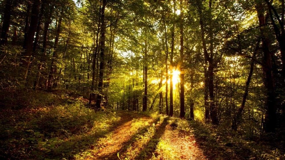 Scenic Sunlit Forest Meadow 1000 Piece Jigsaw Puzzles Unique Gifts Picture Art Wooden Assembling Personalised Game