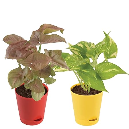 Ugaoo Indoor Plants With Pot For Home - Syngonium Pink & Money Plant Variegated