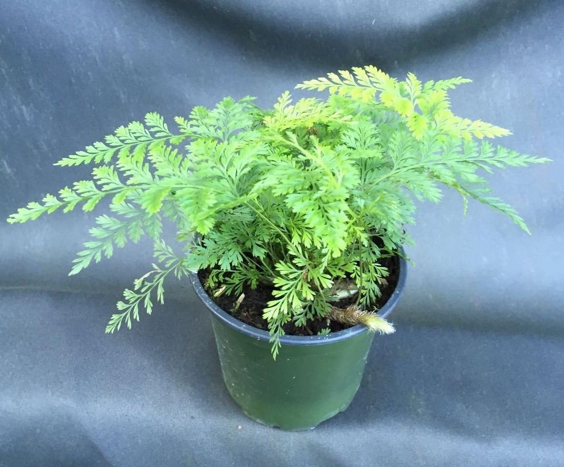 RABBIT FOOT FERN (DAVALLIA FEJEENSIS) NICE PLANT SHIPPED IN 4" POT Garden & Outdoor