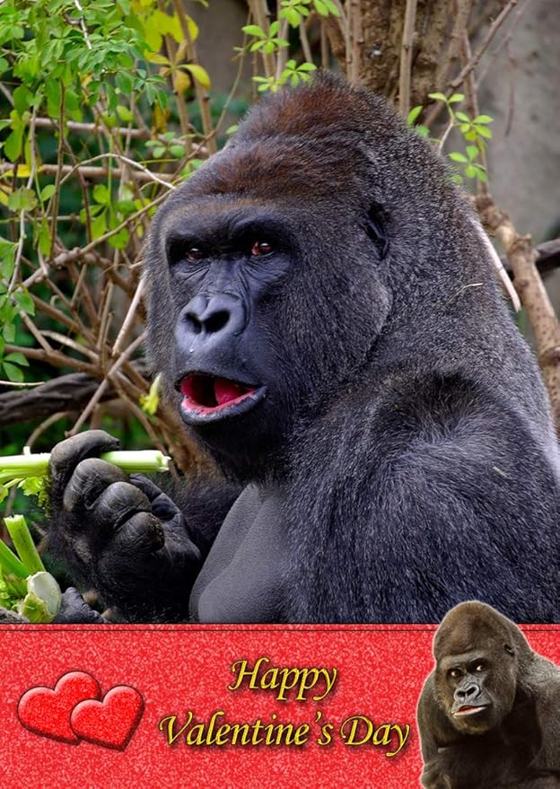Gorilla Monkey Animal Valentines Day Card Amazon.co.uk Office Products