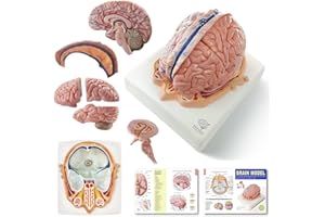 EVOTECH SCIENTIFIC Human Brain Model w/Arteries, 7 Parts Life Size Anatomy Brain Model on a Base Show Horizontal Plain Through Eyeball Level for Science Classroom Study Display, Manual Included