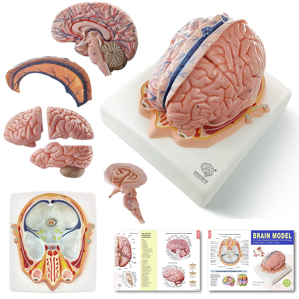 Photo 1 of EVOTECH SCIENTIFIC Human Brain Model w/Arteries, 7 Parts Life Size Anatomy Brain Model on a Base Show Horizontal Plain Through Eyeball Level for Science Classroom Study Display, Manual Included