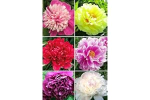 S-PONE 20+ Mixed Peony Flower Seeds Double Beautiful Perennial Bonsai Plant Garden