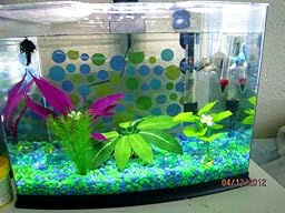 Amazon.com : Tetra 29003 Crescent Aquarium Kit, 5-Gallon : Aquarium ... - 71fDJR5HanL. SL256 Amazon.com : Tetra 29003 Crescent Aquarium Kit, 5-Gallon : Aquarium ... - 71fDJR5HanL. SL256