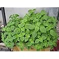 Vietnamese Balm-kinh Giới (500 Seeds) 30 Days to Harvest! Vietnamese Lemon Mint