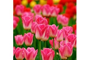 50 Rare Tulip Flower Seeds - Perennial Potted Plants for Beautiful Garden Blooms