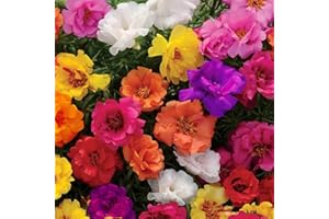VISTATU 10000+ Portulaca Grandiflora Moss Rose Seeds Mixed Color Spreading for Planting Mexican Rose Sun Rose Rock ROS Heat & Drought Tolerant Ground Cover Plant