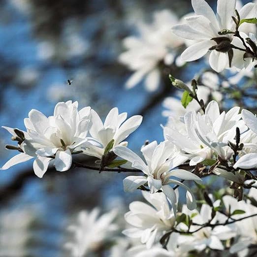 FastDirect Semillas de Magnolia Multicolor Semillas de Flores 20 ...