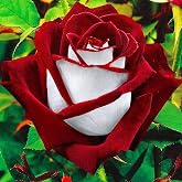 Rare Black & Whte Rose Seeds: Herloom Non-gmo (20pcs) - Etsy