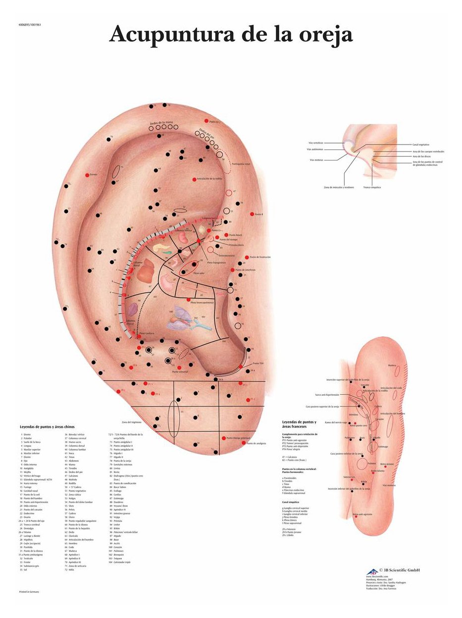 3B Scientific Printed in Paper, Acupuncture Of The Ear, 1