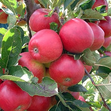 Creative Farmer Fruit Seeds : Gala Apple Tree Plant Grow Your Own Tasty Apples Plant For Garden Balcony Fruit Seeds Pack
