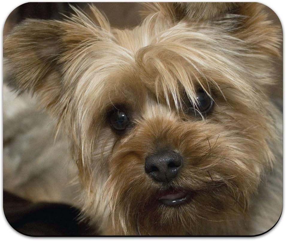 non purebred yorkie