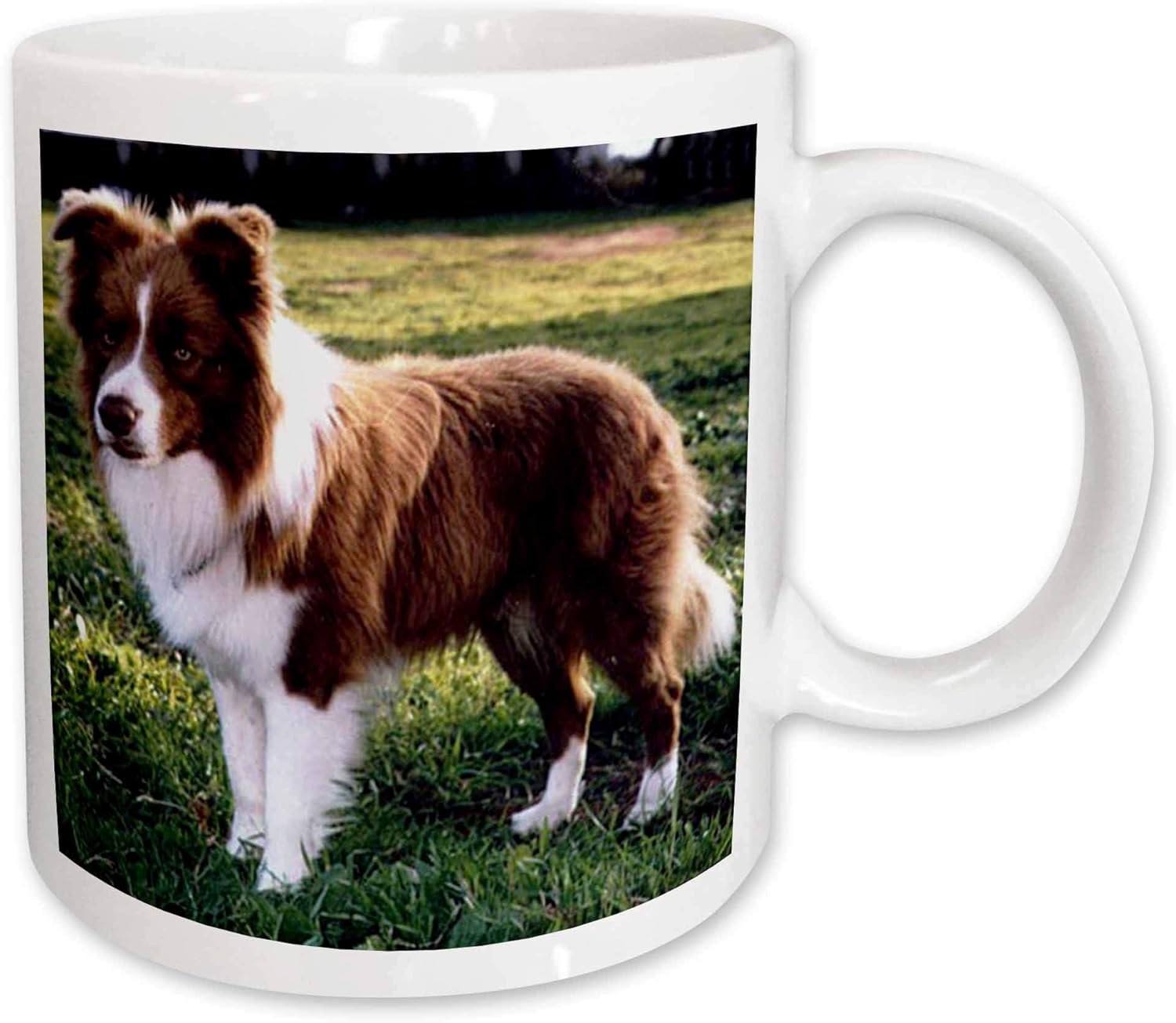 3dRose mug_1262_2 Border Collie Tan and White Ceramic Mug