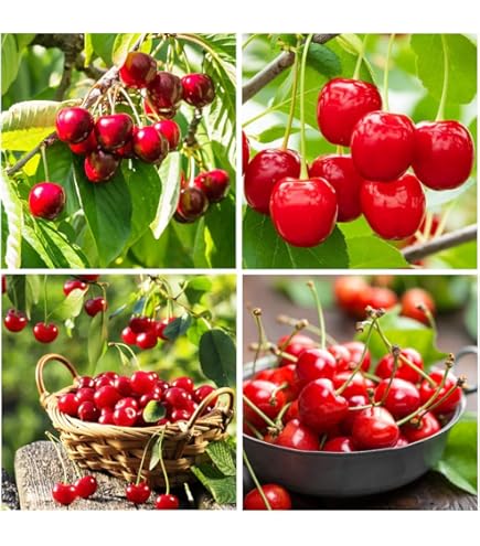 creatine in plants Vedge Nutrition Creatine + main image 0