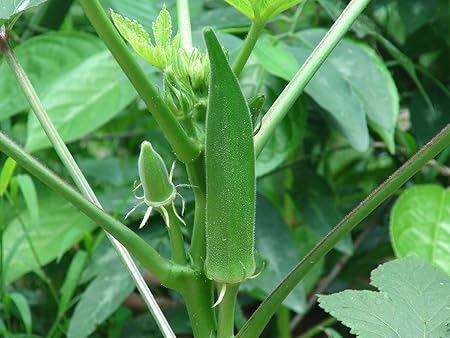 Creative Farmer Vegetable Seeds Bindi Seeds - Elephent Tusk Okra Seeds Op Seeds Office Garden Seeds Home Garden Seeds