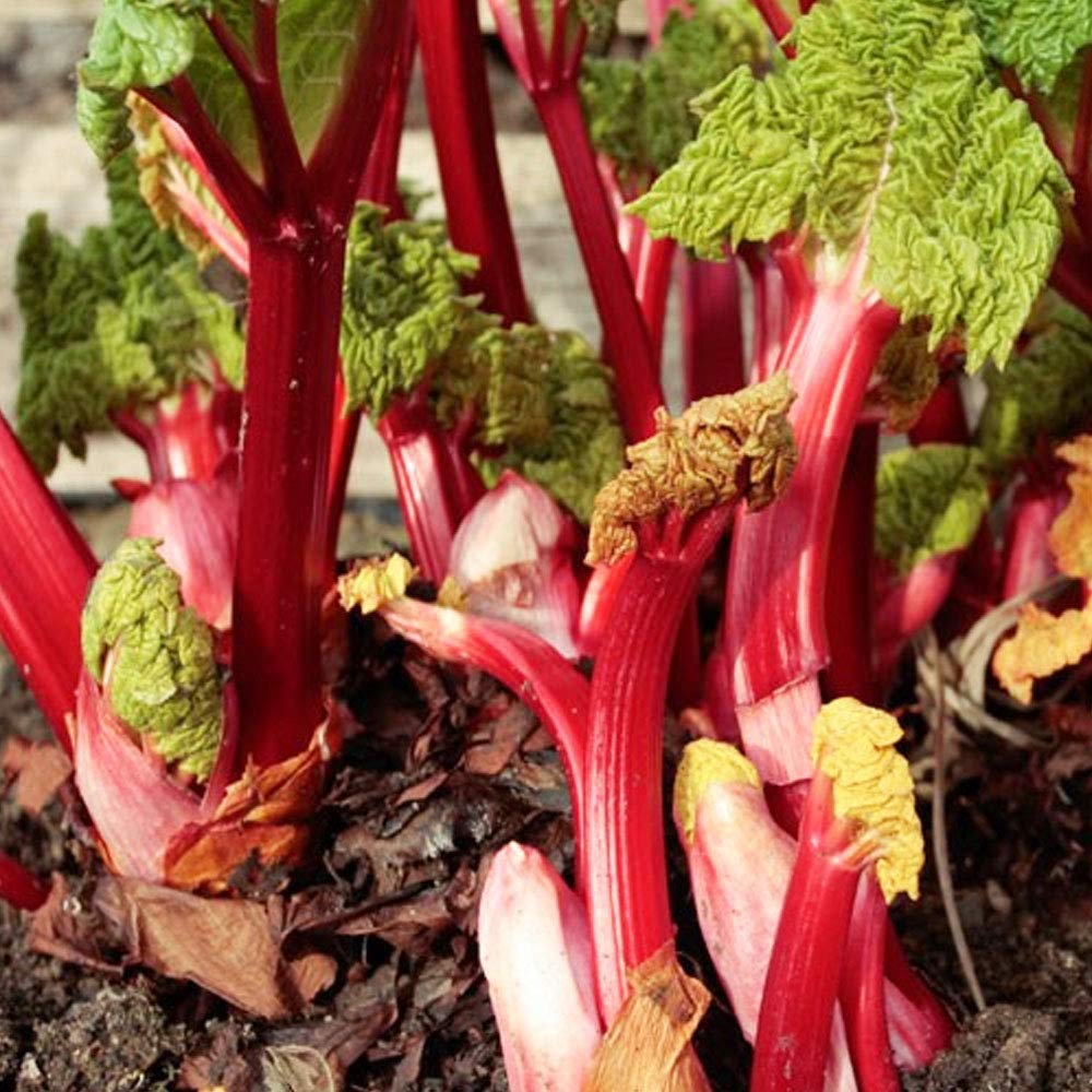 1 x Rhubarb Hosteiner- Easy to Grow Variety – with Flavored Edible Stems – for A Beautiful Garden