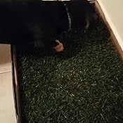 Ricarica Zolla Erba PetZolla Per Conigli 60x40cm - Naturale, Rinfrescante, Dura Fino A 5 Mesi - Foto 3