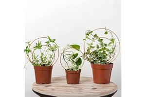GOTRAYS Mirthdino Hoya Trellis- Metal Plant Trellis Indoor 3-Pack for Climbing Plants - Gold Small Garden Trellis for Ivy and Flowers - Unique Patterns - Outdoor Potted Plant Support