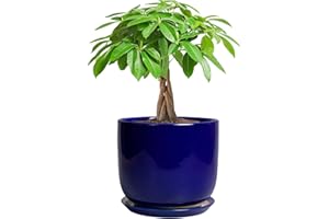 SUNPOTFOR Ceramic Flower Pot 7 Inch - Cylinder 7 Inch Round Planter for Cactus Orchid Plants with Drainage Hole and Saucer, H