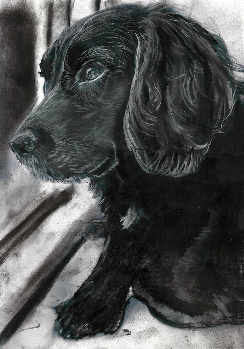 Working cocker spaniel gifts Clearance