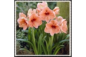 Amaryllis Bulbs-Magical Mixed-Color Flowers, Amazing Valentine's Day Potted Gifts, Home Warm Plants-5 Bulbs,3 : Seeds Only