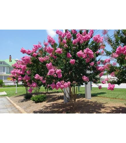 ボトムス Apolina Myrtle bloomer 12-18m Amazon.com : Large Caddo Crape Myrtle, 2-4ft Tall When
