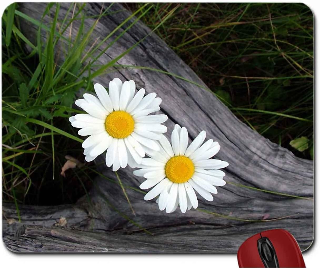 bellis muñecas amazon