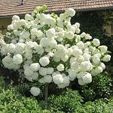 White Hydrangea Live Plant, 5-11 Inch Tall | Flowering Shrub Hardy Starter, Color Blooms, Dormant, Winter